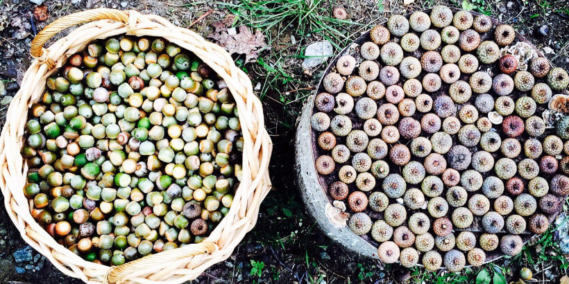 Forage Chelsea Green Publishing