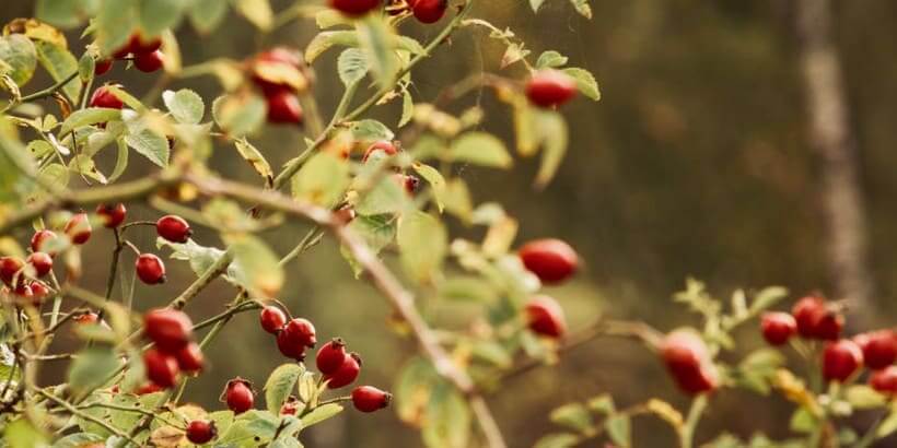 rosehip berries