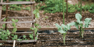 Garden bed with young brassica plants, drip irrigation tubes, and a wooden trellis on the left.
