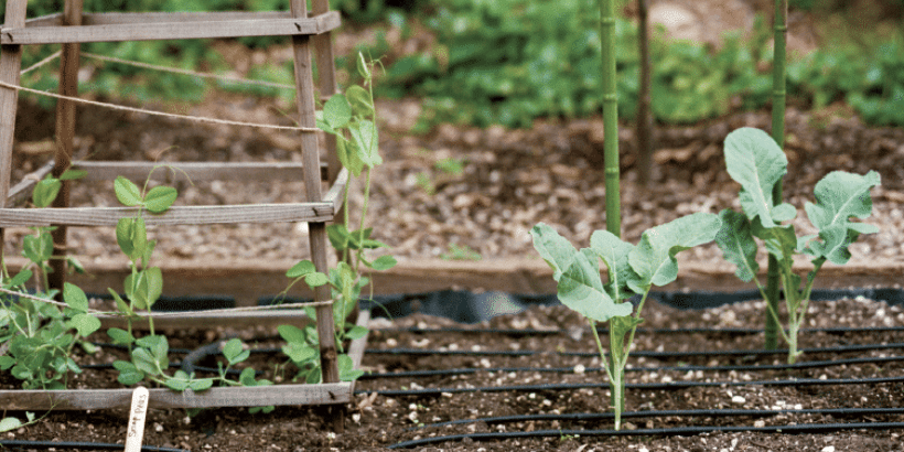Garden bed with young brassica plants, drip irrigation tubes, and a wooden trellis on the left.