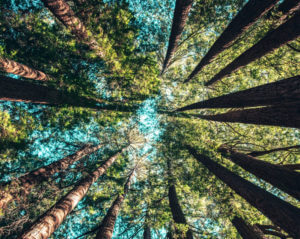 Grove of trees looking toward the sky