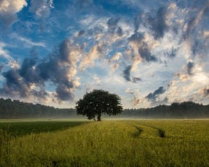 A large tree in a field with a blue sky and lots of clouds