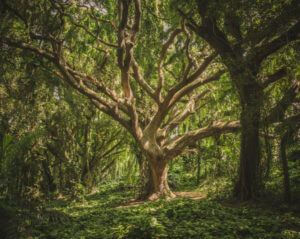 Large tree in the woods with many branches