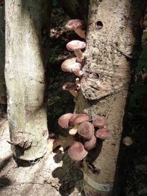 shiitake mushroom on tree