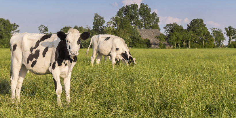 Two black-and-white cows grazing in a sunny green field with a distant farmhouse and trees in the background, creating a pastoral farm scene.