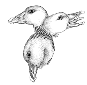 ark for lost species