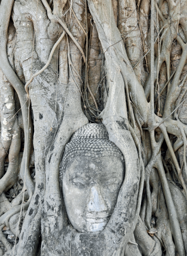 Bodhi Tree