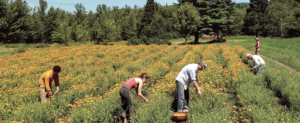 organic calendula farm