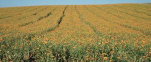 German Calendula 