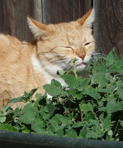 Cat with Catnip