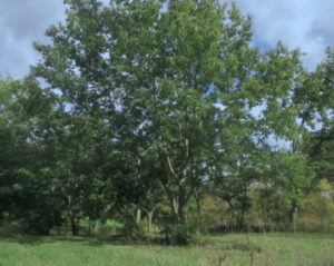 Chestnuts at Hemlock Grove Farm, West Danby, New York. These trees were planted by Brian Caldwell, who has been planting and selecting productive, blight-resistant trees for the past 40-plus years. Several of Brian’s trees originate from the plantings at Sleeping Giant State Park.