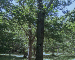 The forest left behind by Arthur Graves at Sleeping Giant State Park, in Connecticut. All the trees in this photo are mixed species of chestnut.