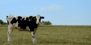 Dairy cow (Holstein) with black and white markings standing in a grassy field under a blue sky.