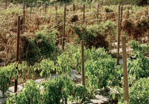 Crops Growing