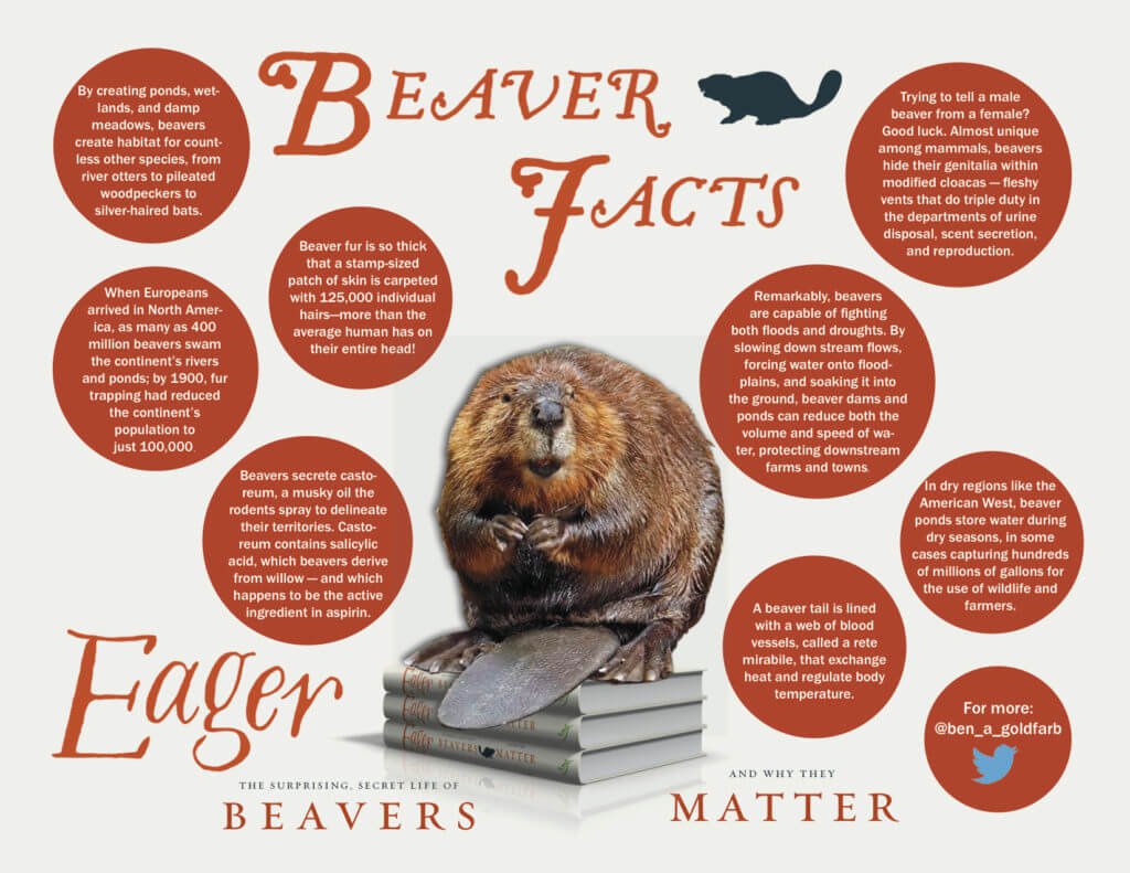 beaver facts graphic