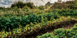 Vegetable garden with rows of leafy greens and rich soil, a distant stone cottage visible on the horizon under a partly cloudy sky.