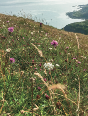 costal wildflower meadow