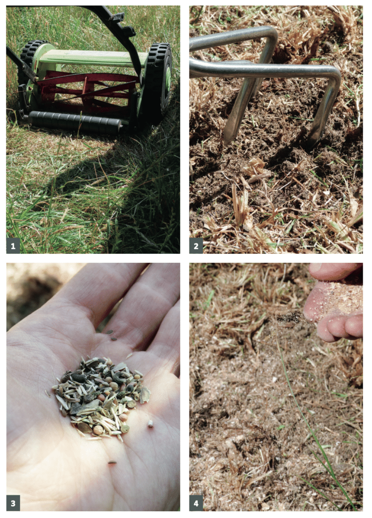 Say Goodbye to Mowing! Turn Your Lawn Into a Meadow