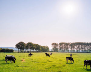 cows in a field