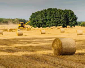 hay bales on farm