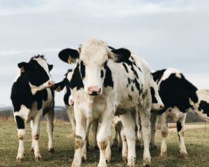 cows in field