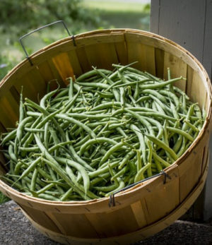  panier de haricots verts 