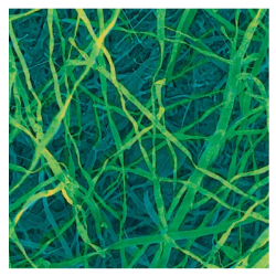 Rice koji with scanning electron microscope