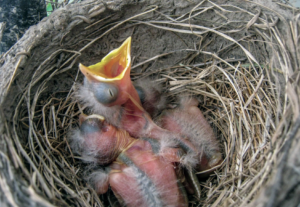 baby robin