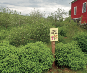 fruit for all sign