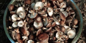freshly harvested shiitake mushrooms