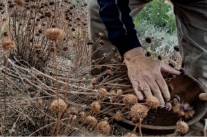 Foraging wild seeds and grains