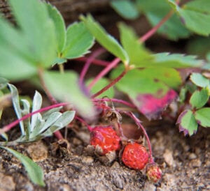 wild strawberries growing