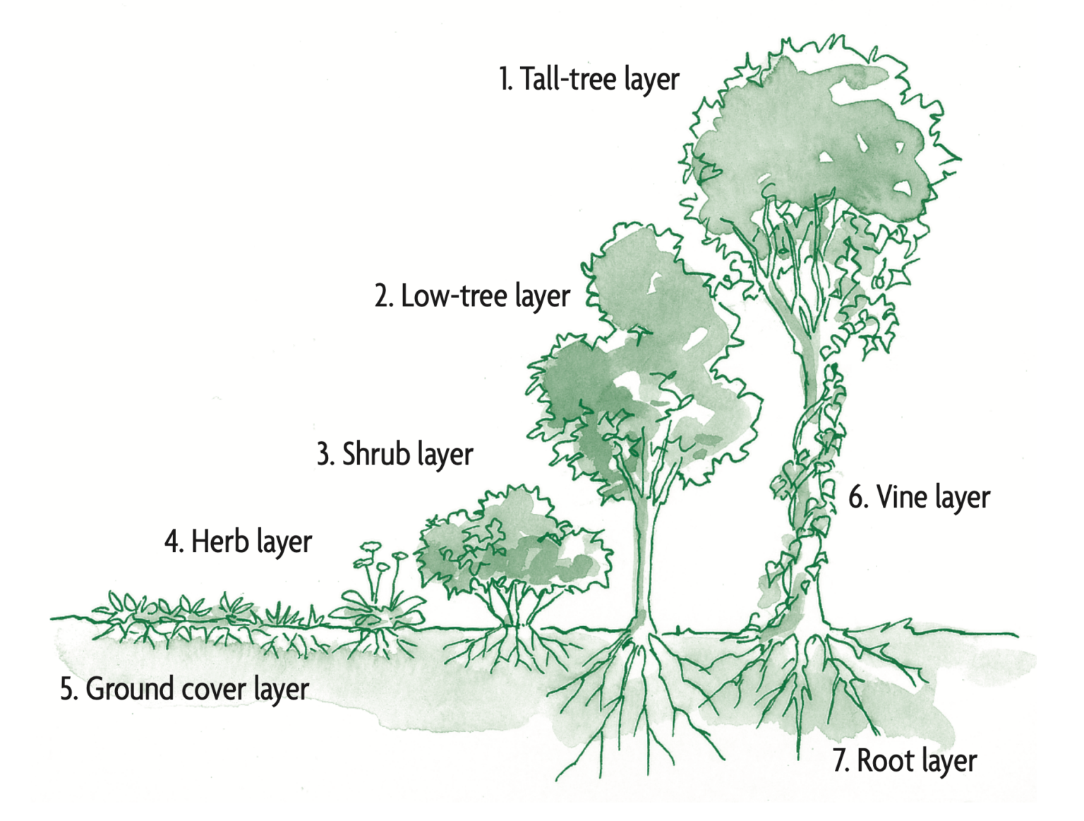 Местоположения растений. Ярусность растений. Схема посадки деревьев Пермакультура. Схема ярусность растений. Растения разных ярусов.