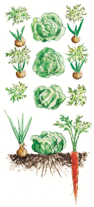 Interplanting of lettuce, carrots, and onions