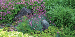 Garden scene with purple flowering plants, green grasses, and two gray rocks among groundcover.