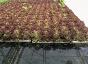 Red lettuce in DWC