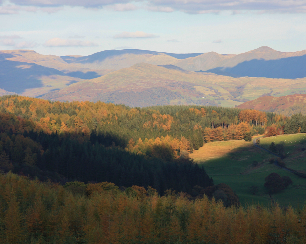 Grizedale Forest - beavers