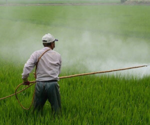 spraying weed-killer