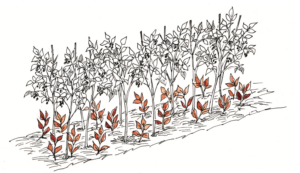 raspberry crop again