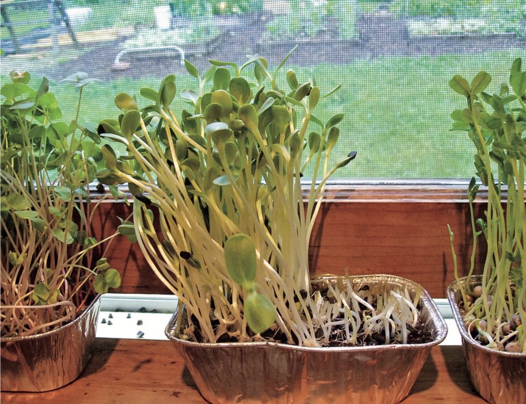 Sprouts growing in a tray