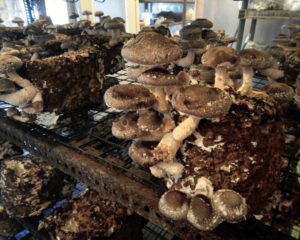 indoor shiitake mushroom growing