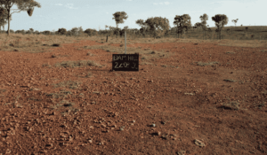 cattle station Photo by Catriona Pearce