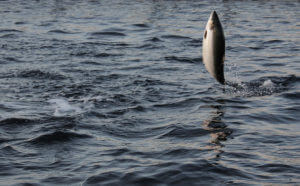 salmon jumping out of water