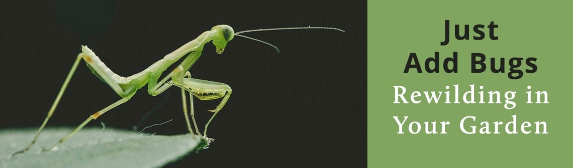 Green praying mantis on a leaf on the left, with a green ad panel on the right reading 'Just Add Bugs — Rewilding in Your Garden'.