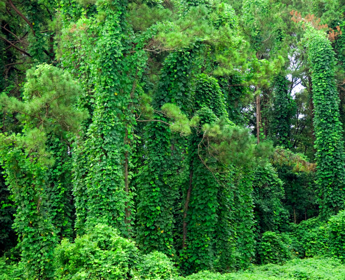 Kudzu Vine