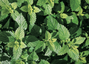 medicinal herb garden - lemon balm 