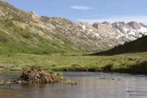 Beaver dam in a pond at the foot of a mountain
