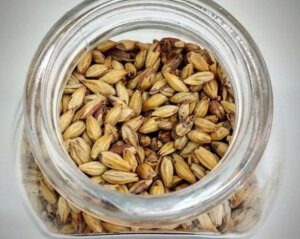 malted barley