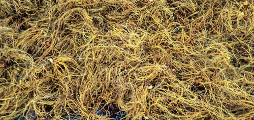 Goldenseal Roots