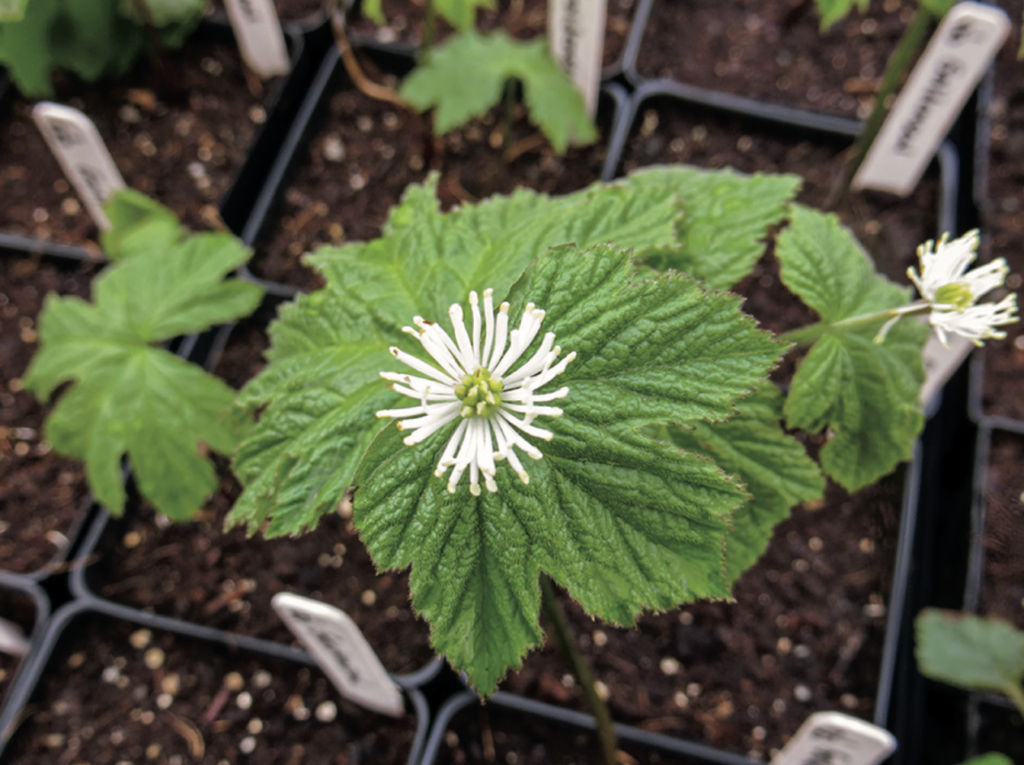 Goldenseal